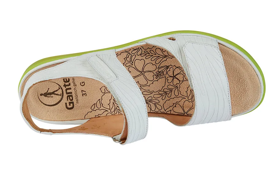 Gan Honey White